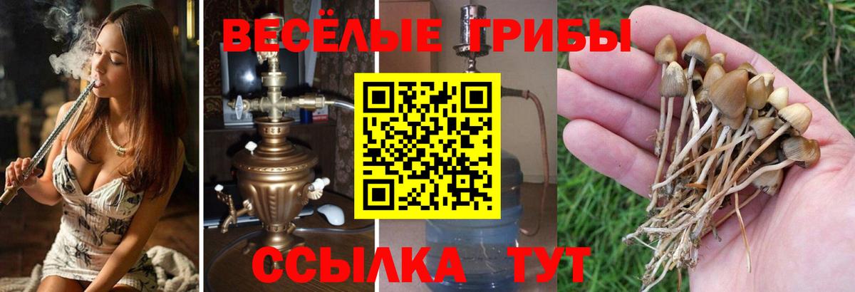 хочу наркоту  Псилоцибиновые грибы MAGIC MUSHROOMS  Вход с VPN  Галлюциногенные грибы MAGIC MUSHROOMS  Зеленогорск 